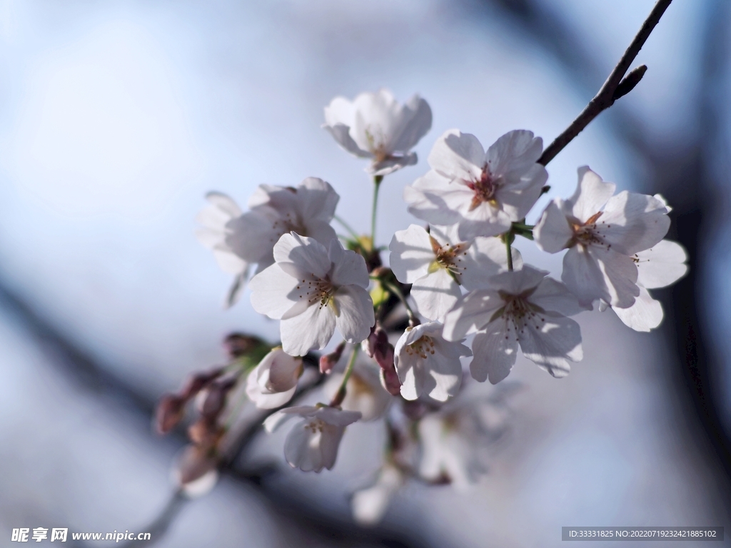 樱花