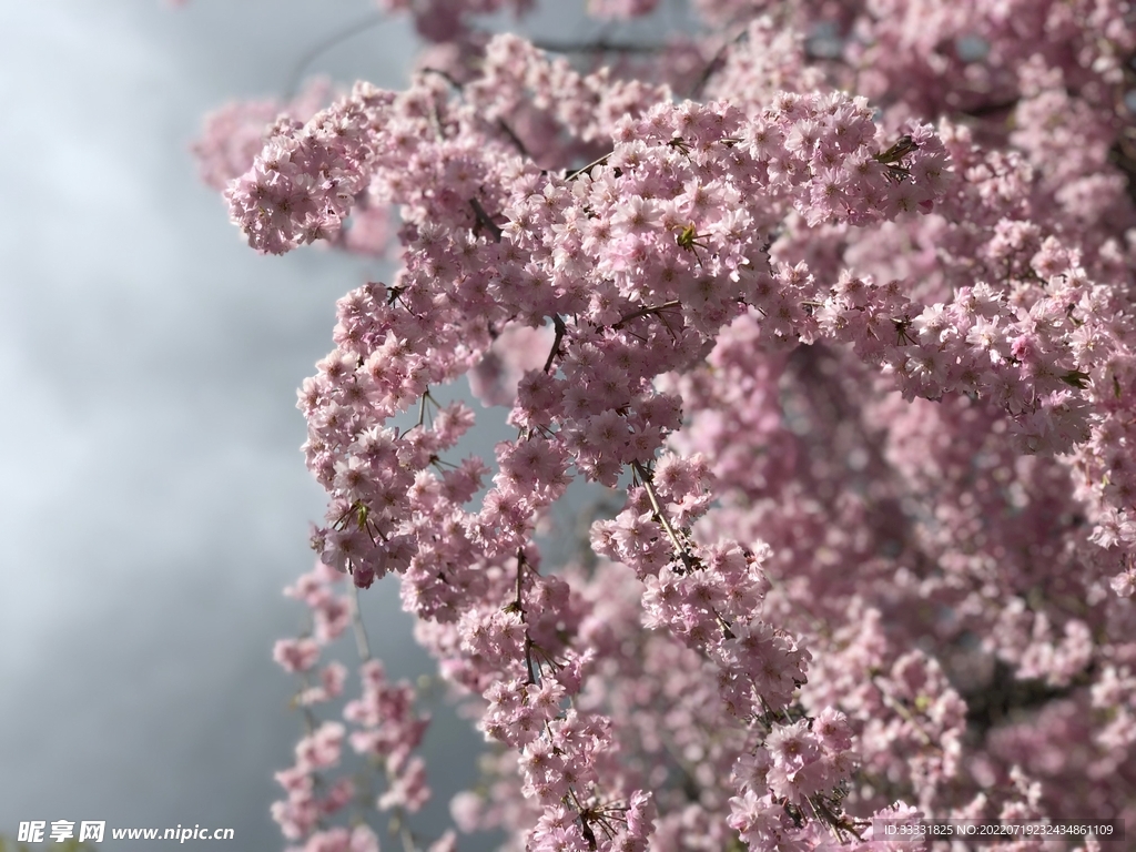 樱花