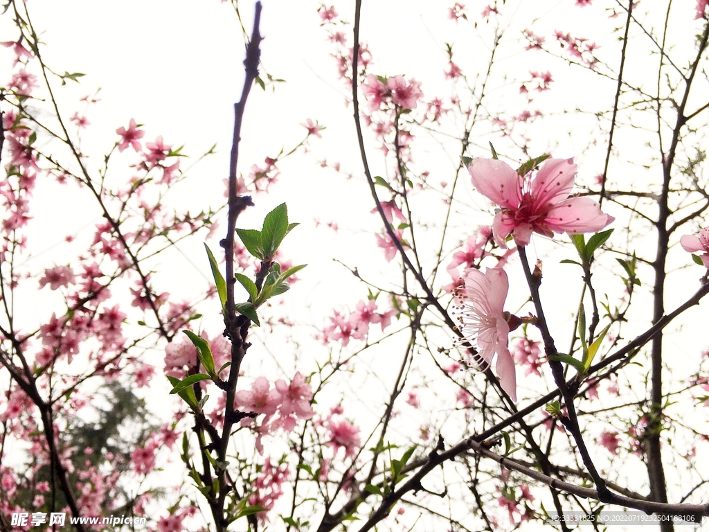 樱花