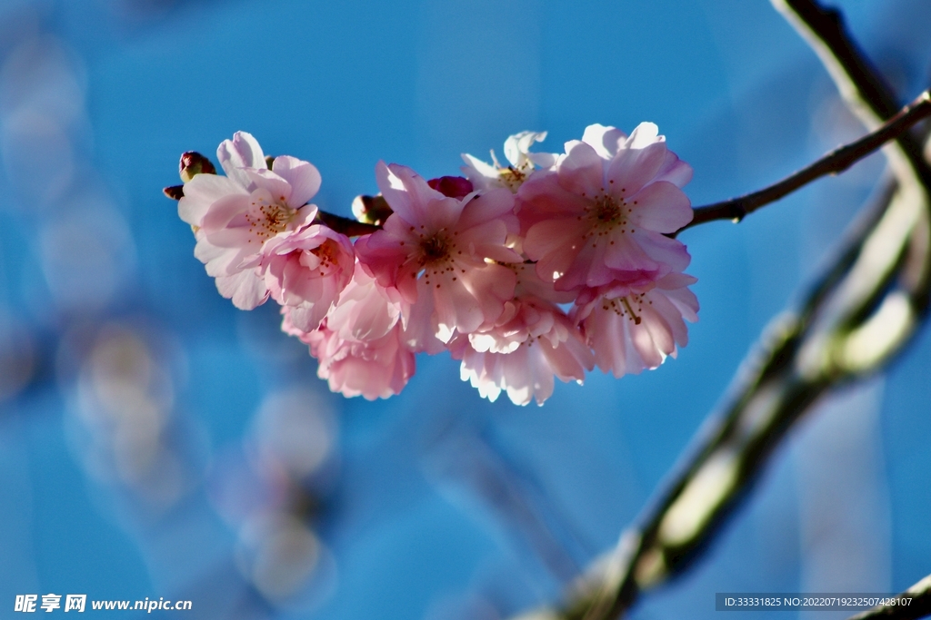 樱花