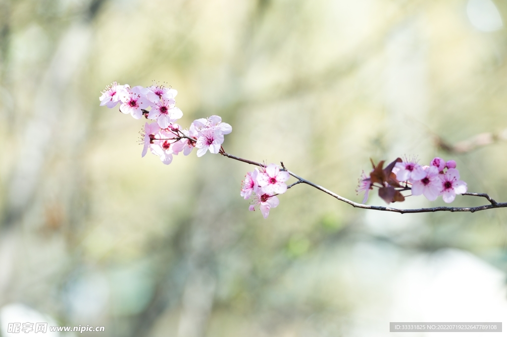 樱花