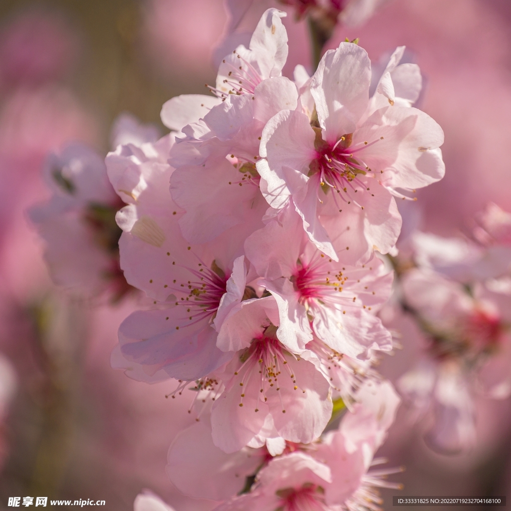 樱花