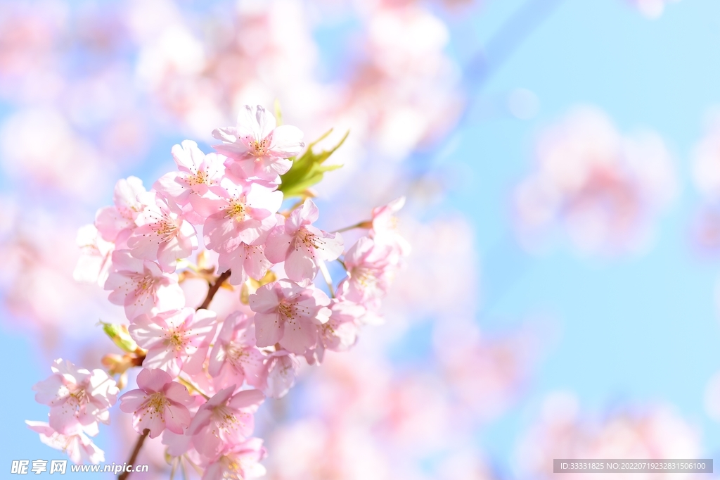 樱花
