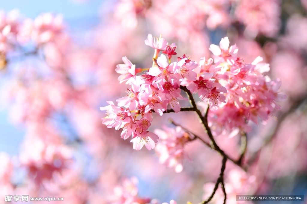 樱花