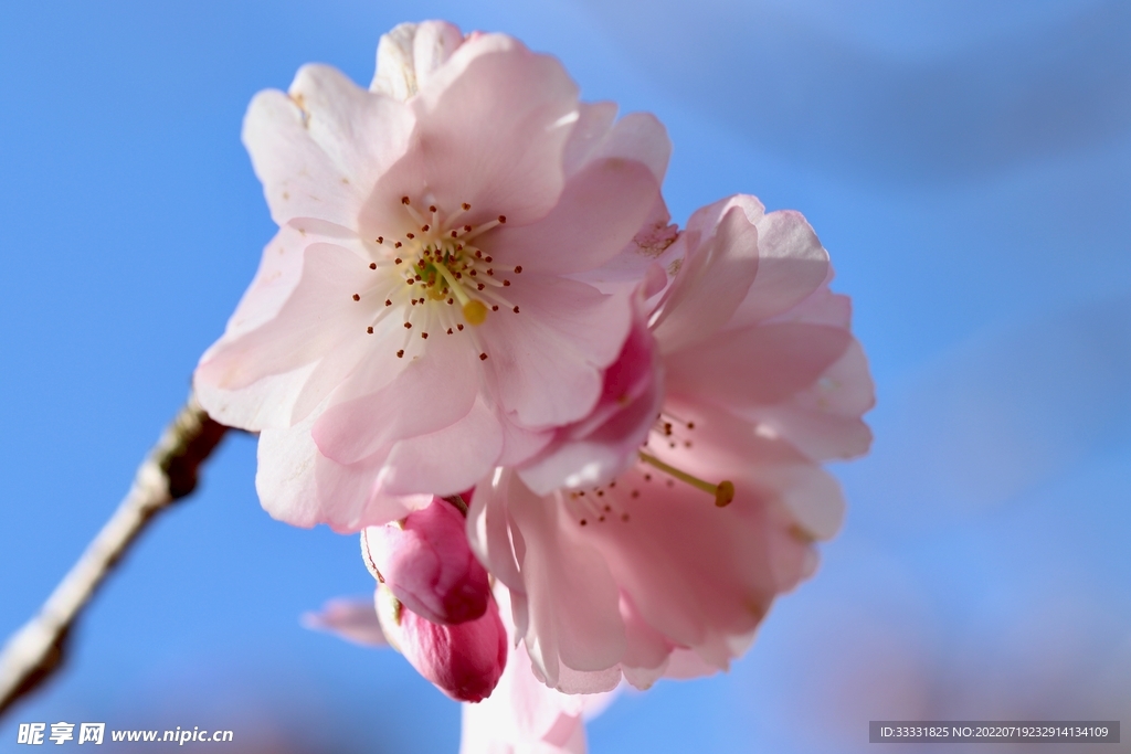 樱花