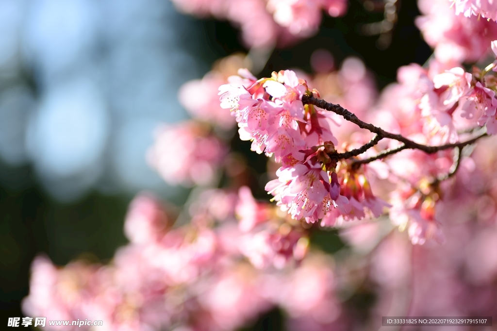 樱花