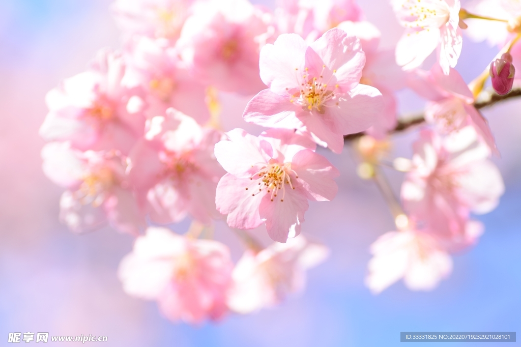 樱花
