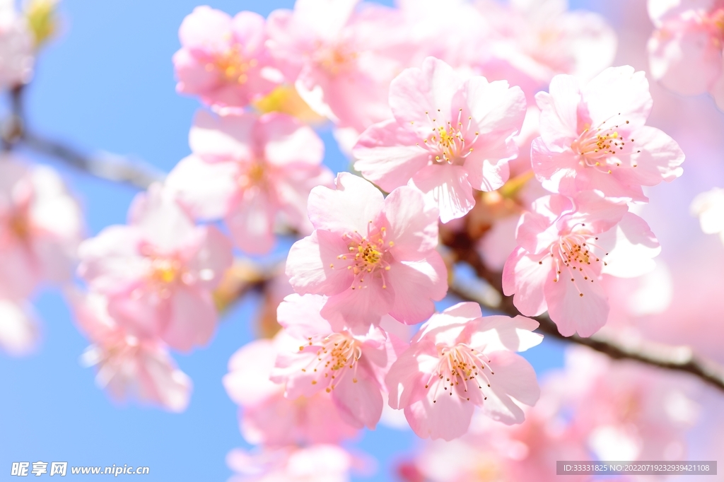 樱花