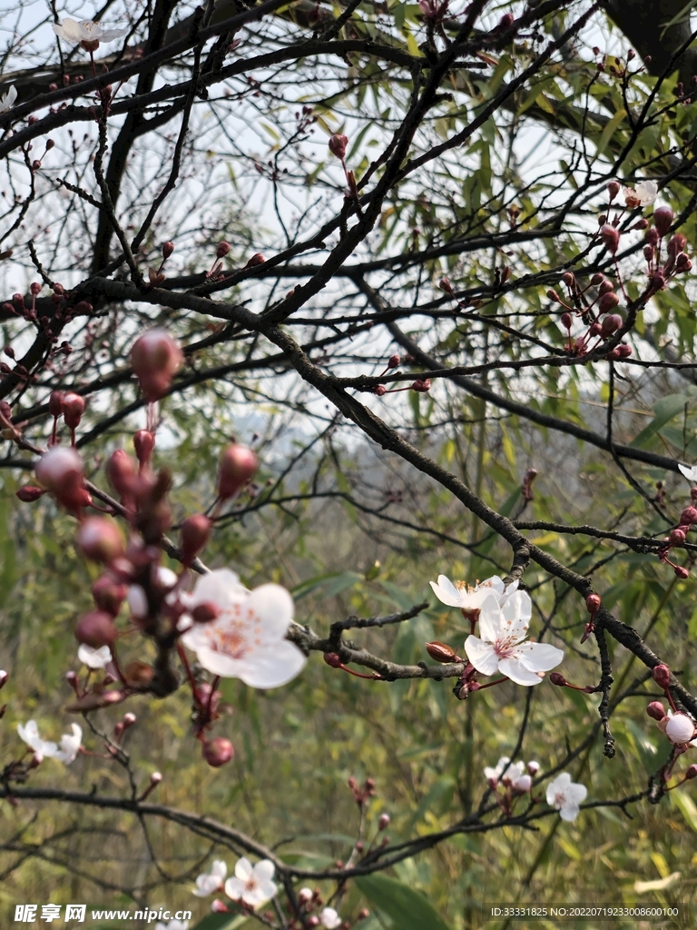 樱花