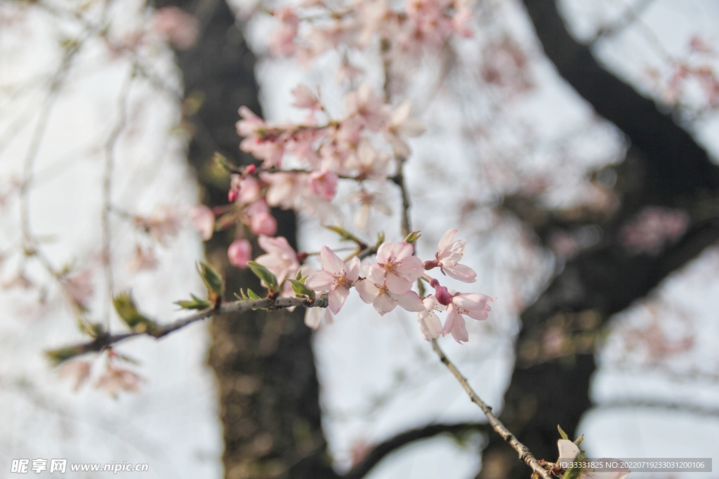樱花