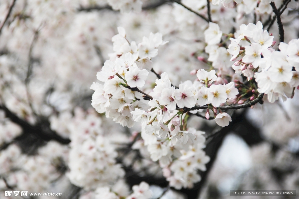 樱花