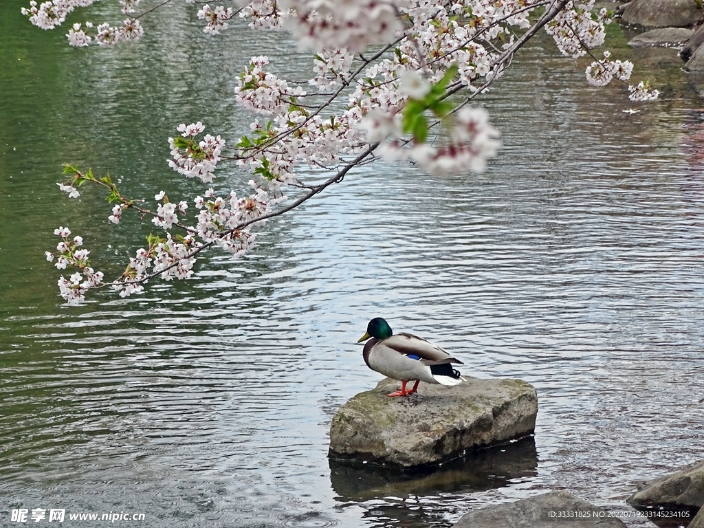 樱花