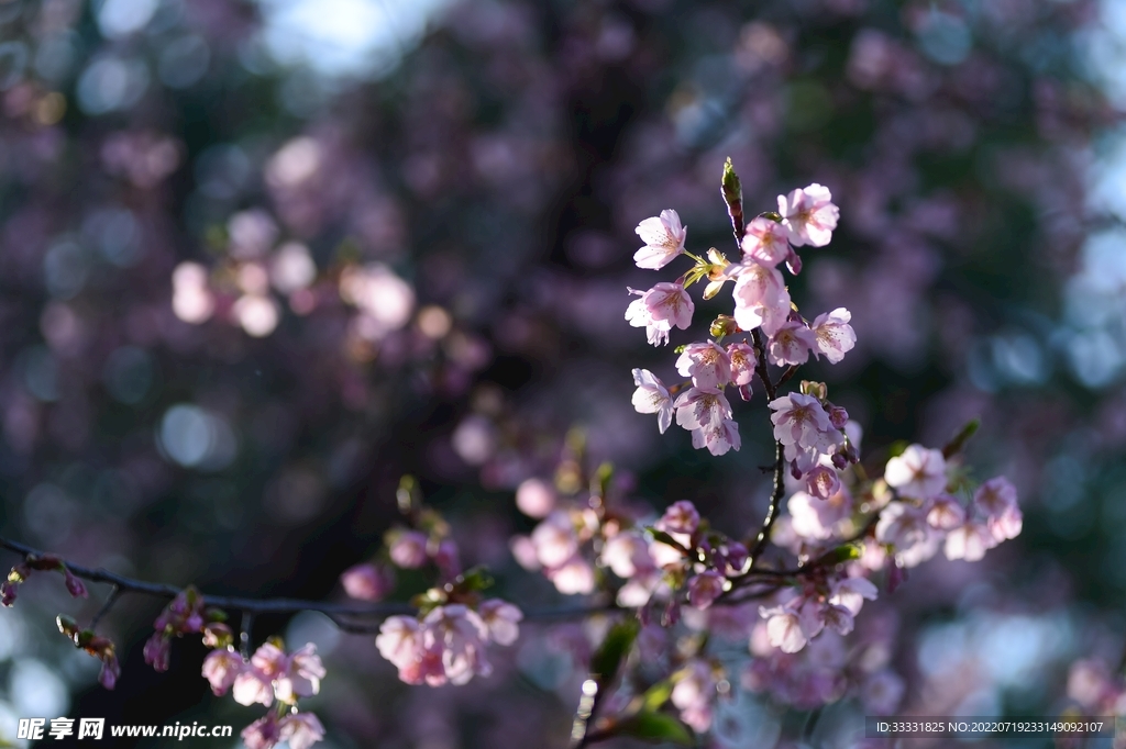 樱花