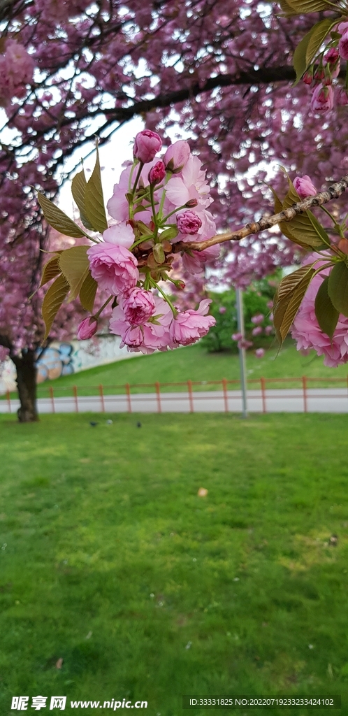 樱花