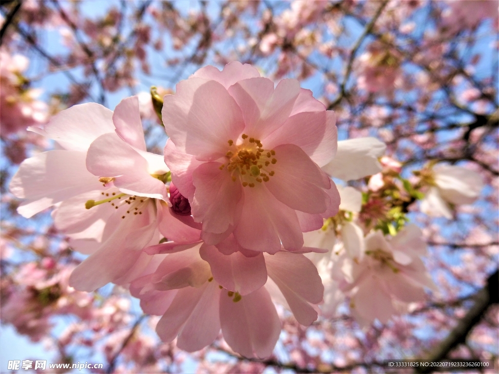 樱花