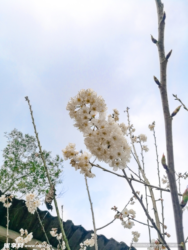 樱花