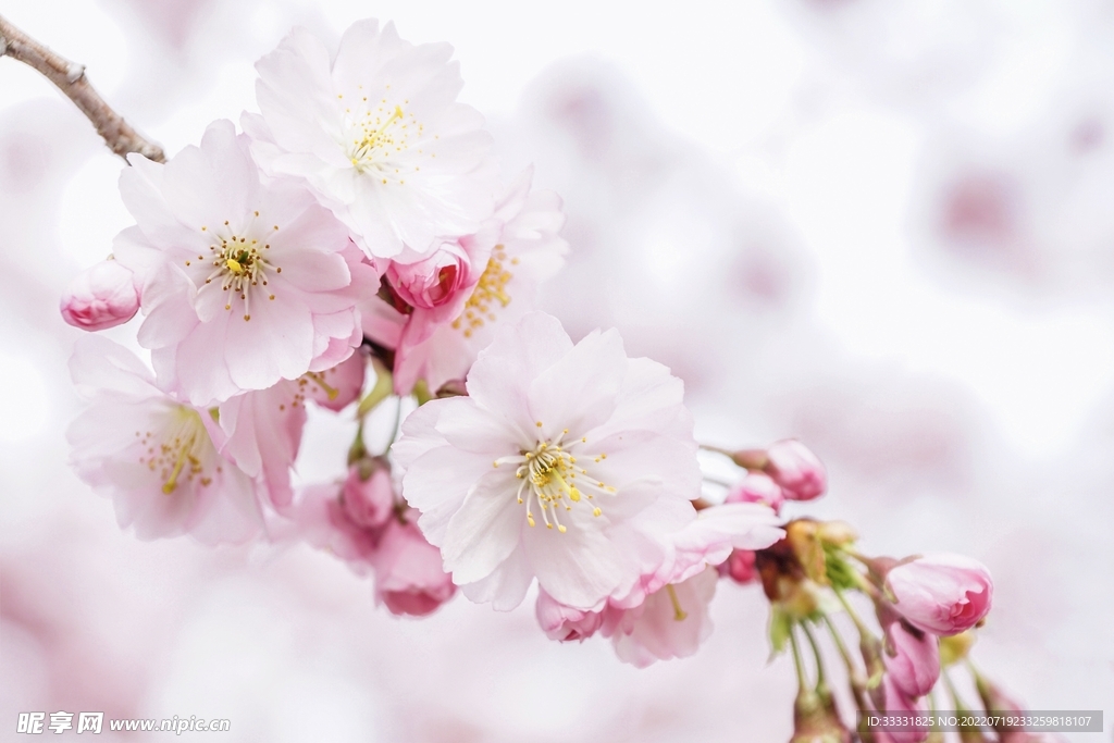 樱花
