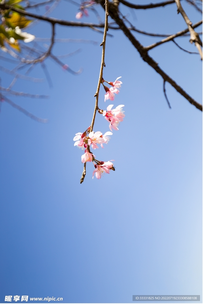 樱花