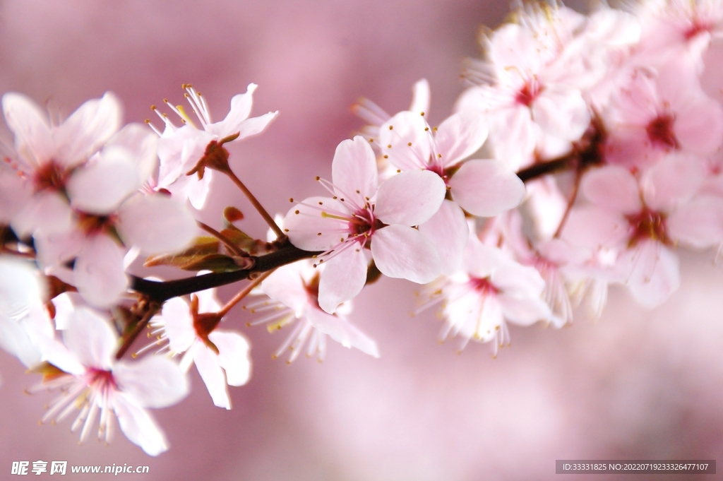 樱花