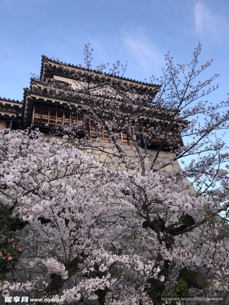 樱花