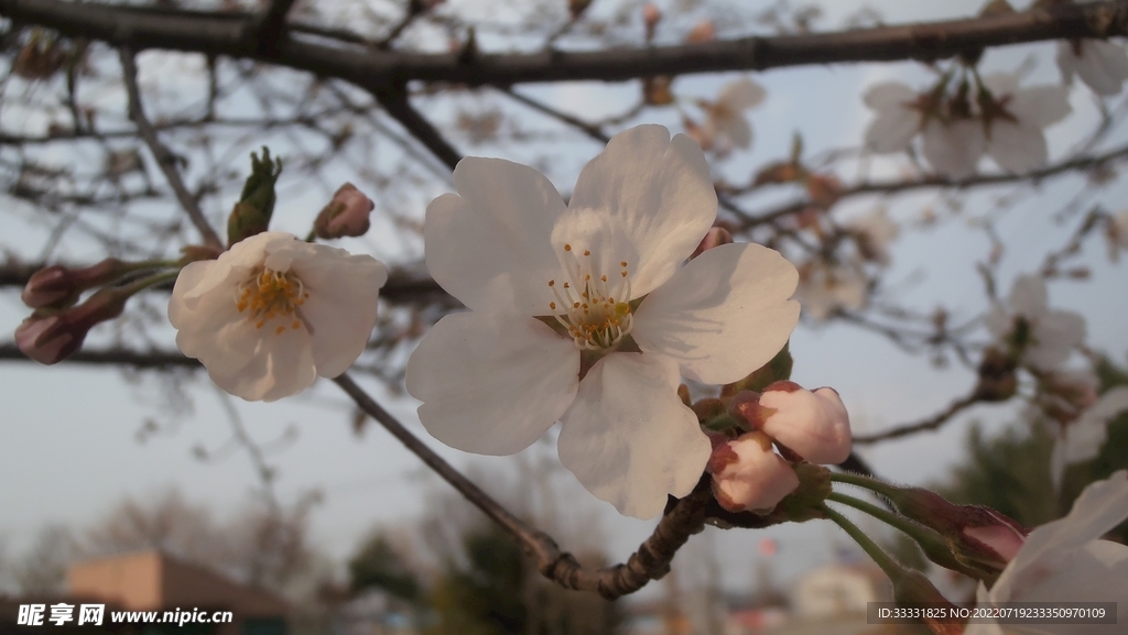 樱花