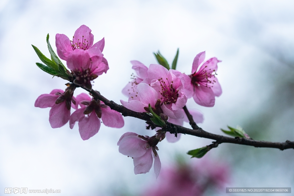樱花