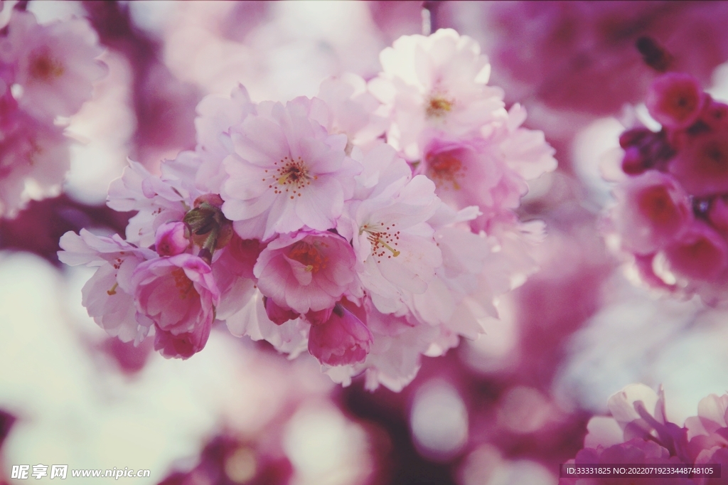 樱花