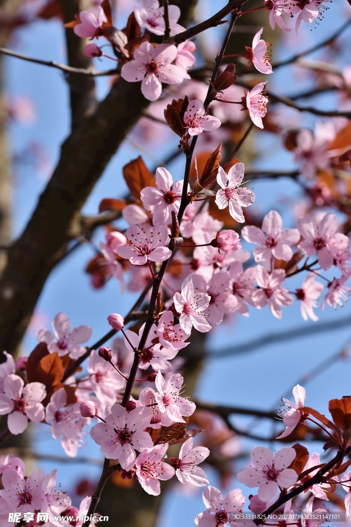樱花