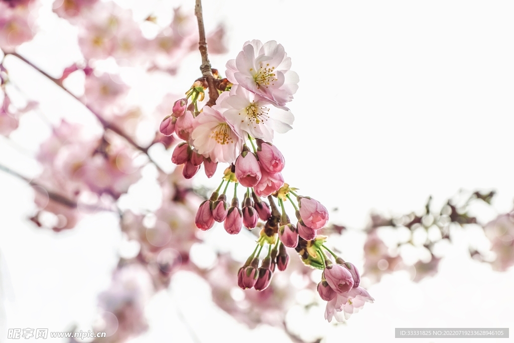 樱花