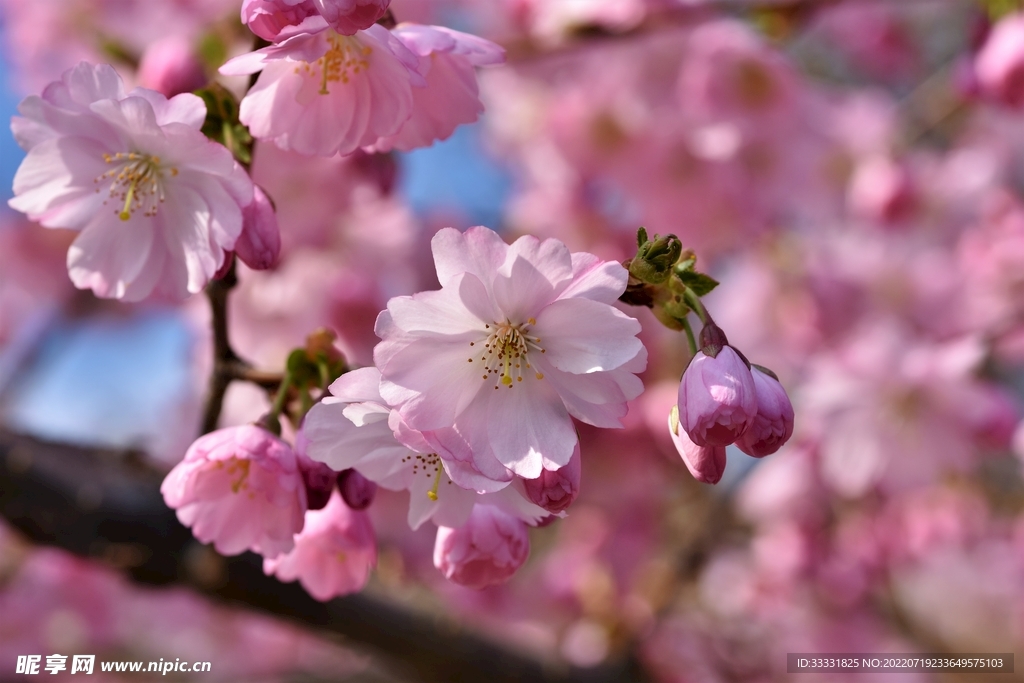 樱花