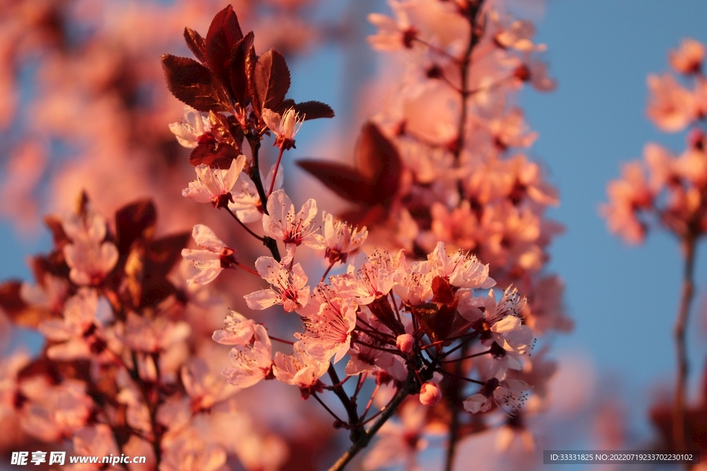 樱花