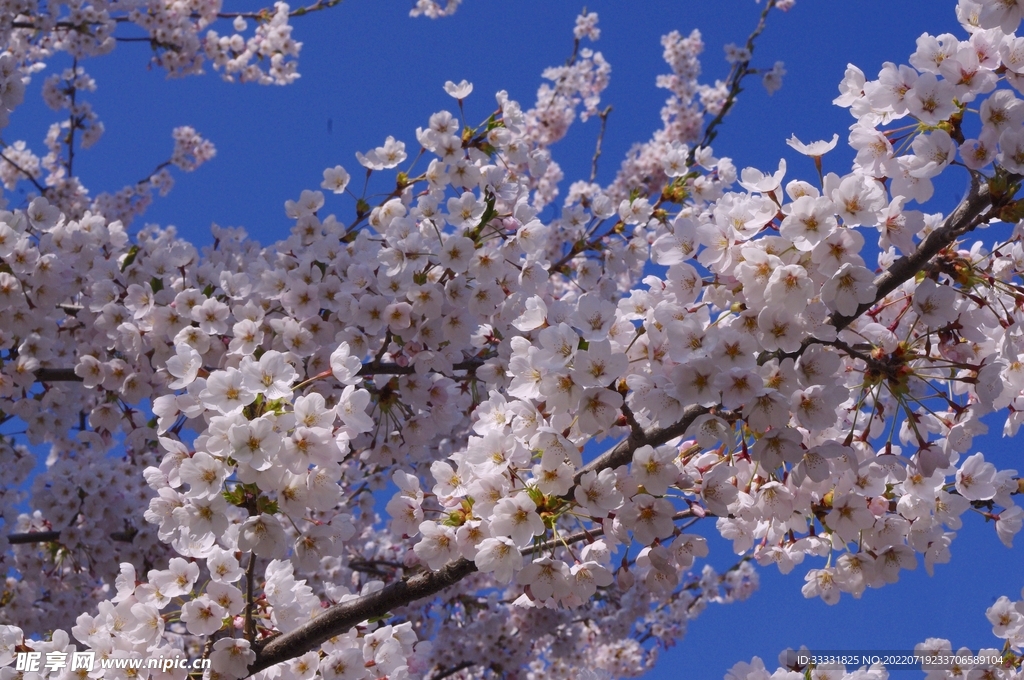 樱花