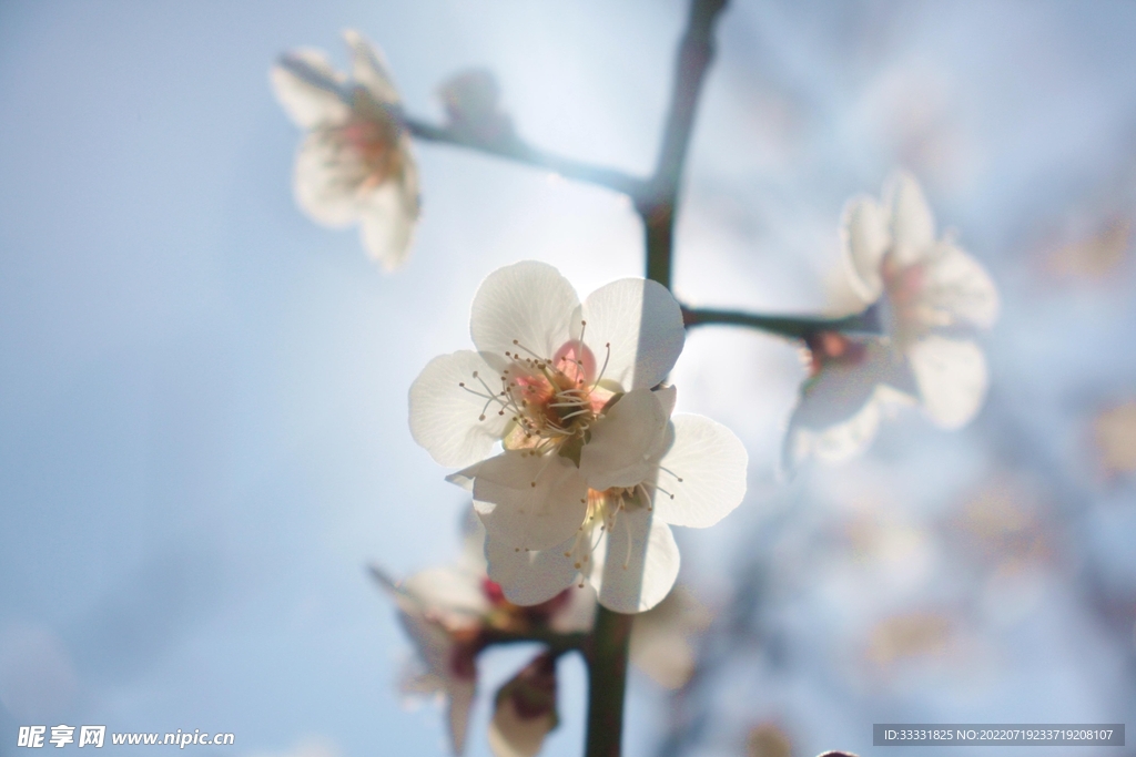 樱花