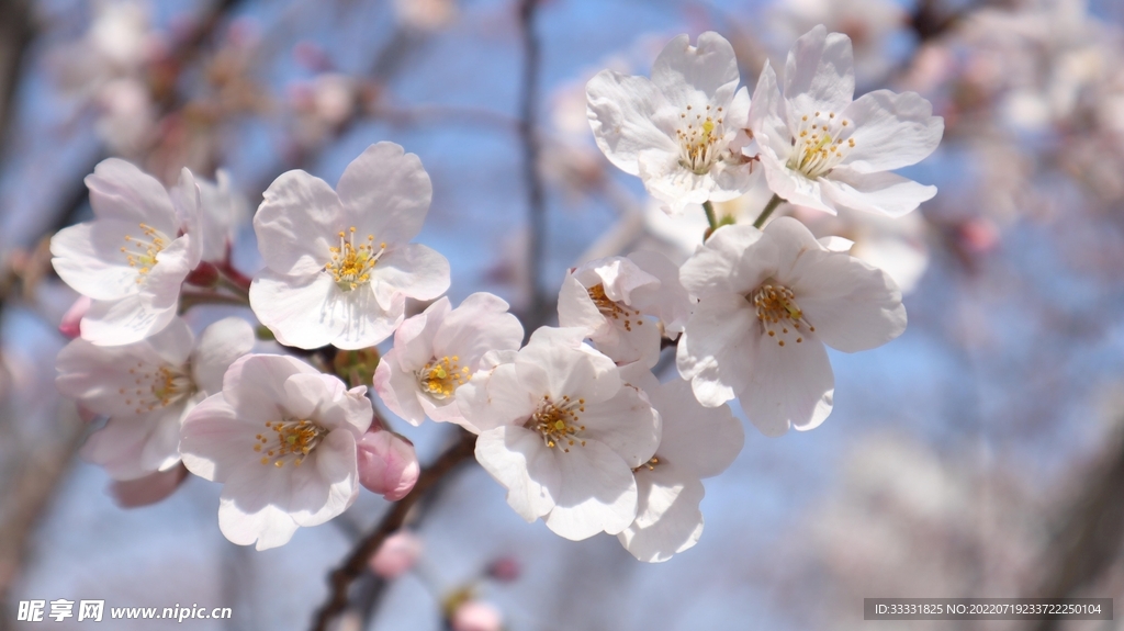 樱花