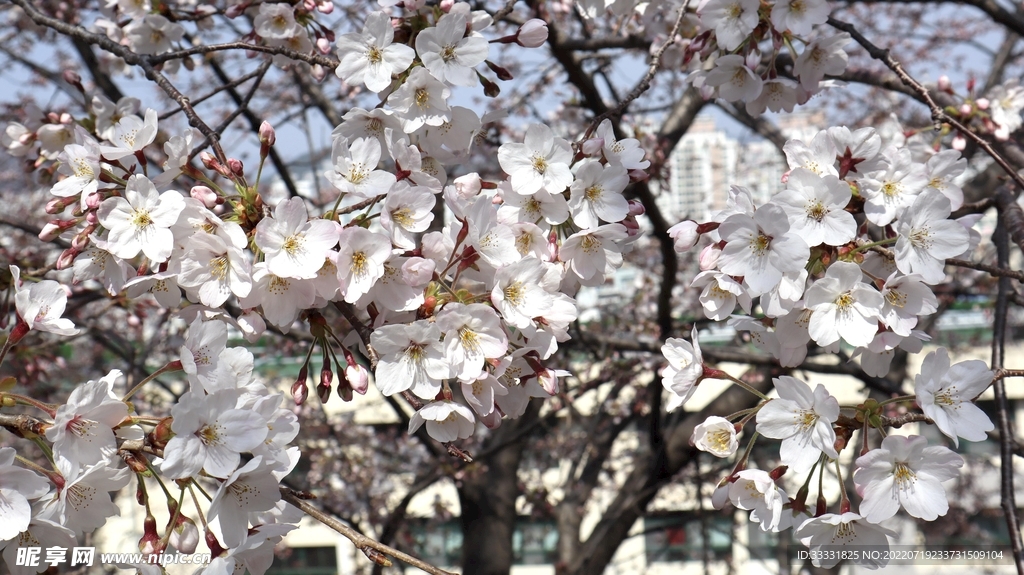 樱花