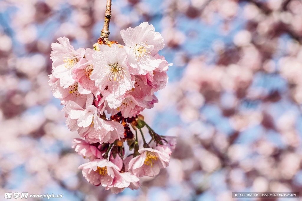 樱花