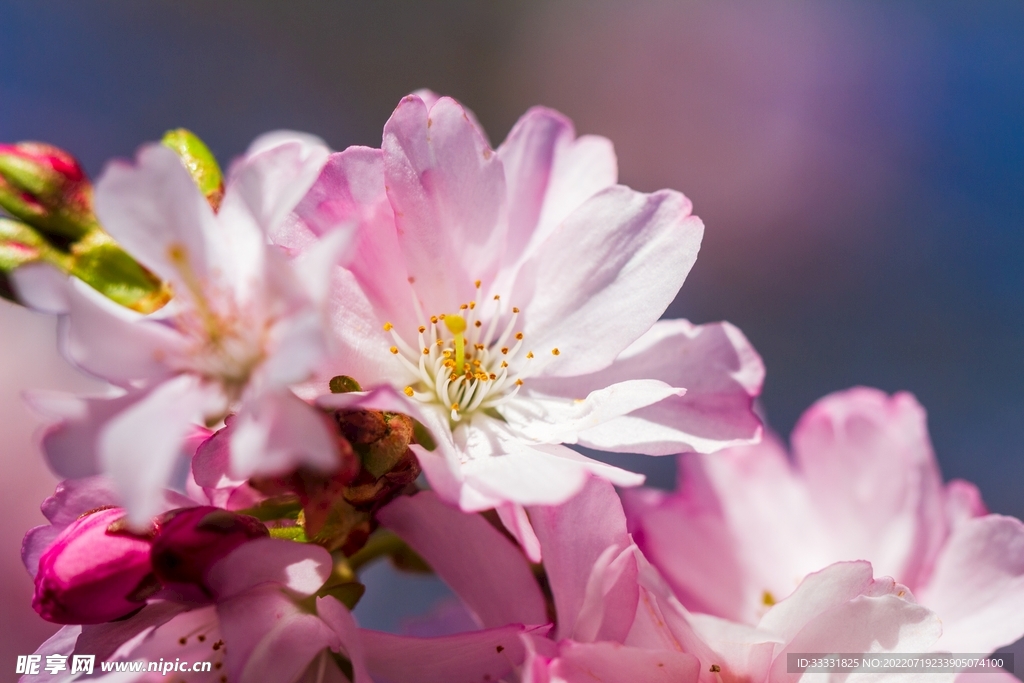 樱花