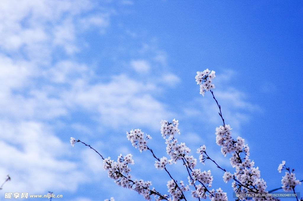 樱花