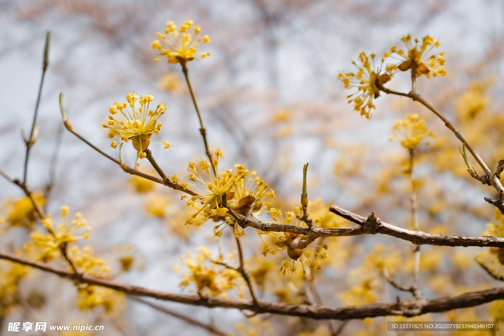 樱花