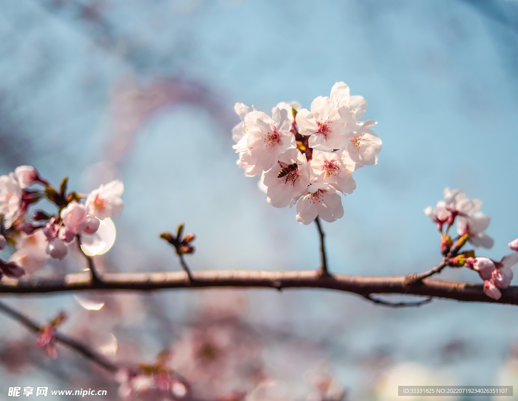 樱花