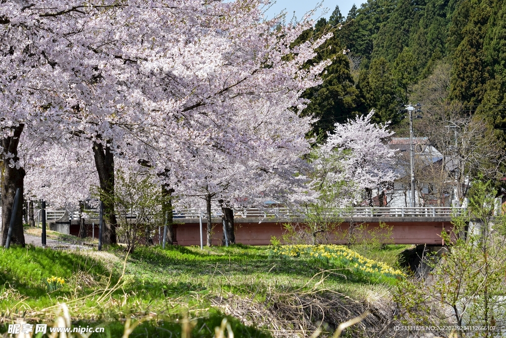 樱花