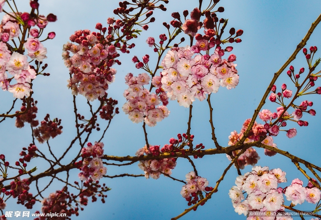 樱花