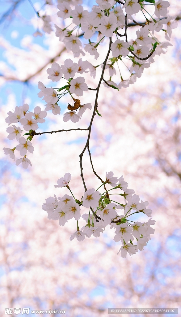 樱花
