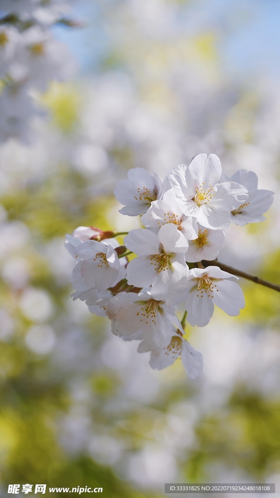 樱花