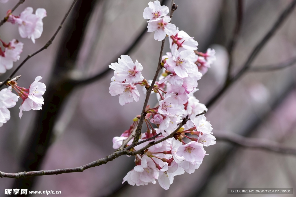 樱花
