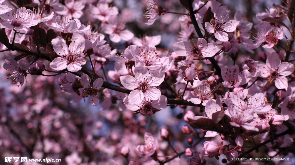樱花