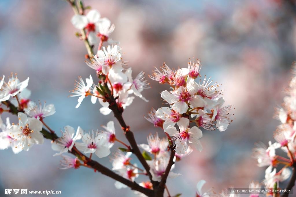 樱花