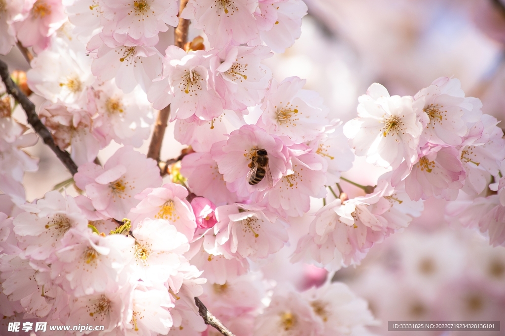樱花