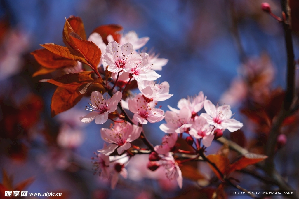 樱花