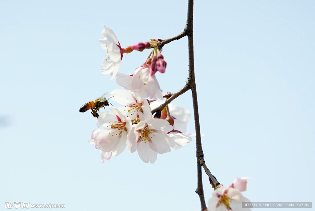 樱花